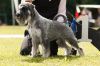 Photo №2 to announcement № 99533 for the sale of standard schnauzer - buy in Russian Federation private announcement, breeder
