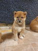 Photo №3. Prachtige Japanse Shiba Inu-puppy's. Netherlands