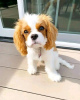 Photo №3. Beautiful Health Cavalier Puppies Business WhatsApp 37256062792. Finland