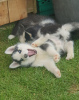 Photo №4. I will sell siberian husky in the city of Frankford. breeder - price - 700$