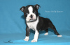 Photo №4. I will sell boston terrier in the city of St. Petersburg. private announcement, from nursery, breeder - price - 966$