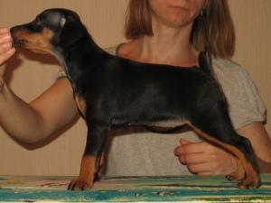 Photo №3. Miniature Pinscher puppies with pedigree. Belarus