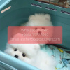 Photo №1. pomeranian - for sale in the city of Falköping | negotiated | Announcement № 47598