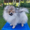 Photo №4. I will sell pomeranian in the city of Vsevolozhsk. breeder - price - 846$