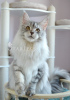 Photo №1. maine coon - for sale in the city of St. Petersburg | negotiated | Announcement № 19560