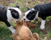 Photo №1. boston terrier - for sale in the city of Вашингтон | 500$ | Announcement № 37539