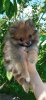 Photo №3. Gorgeous pomeranian puppies. France