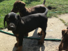 Photo №1. dobermann - for sale in the city of Гелница | negotiated | Announcement № 29029