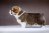 Photo №1. welsh corgi - for sale in the city of Rybinsk | 1302$ | Announcement № 71303