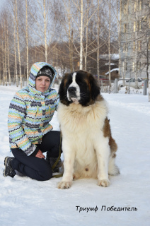 Photo №4. I will sell moscow watchdog in the city of Lipetsk. breeder - price - Negotiated