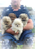 Additional photos: Pomeranian Spitz, puppies. Mini bears