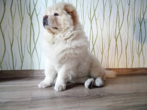 Photo №3. cream chow. Belarus