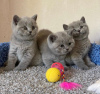 Photo №1. british shorthair - for sale in the city of Miami Beach | 220$ | Announcement № 53187