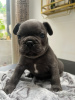 Photo №1. french bulldog - for sale in the city of Three Rivers | 300$ | Announcement № 115037