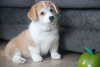 Photo №2 to announcement № 93602 for the sale of welsh corgi - buy in Belarus from nursery