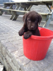 Photo №3. Prachtige raszuivere Labrador-puppy's Klaar voor hun eeuwige thuis!. Netherlands