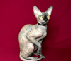 Photo №1. donskoy cat - for sale in the city of Москва | negotiated | Announcement № 29564