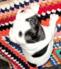 Photo №1. french bulldog - for sale in the city of Dnipro | negotiated | Announcement № 44086