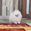 Additional photos: Pomeranian puppies