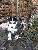Photo №2 to announcement № 98993 for the sale of siberian husky - buy in Finland private announcement