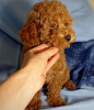 Additional photos: Toy poodle for free