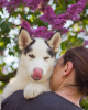 Photo №1. siberian husky - for sale in the city of Poltava | negotiated | Announcement № 10616
