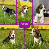 Photo №2 to announcement № 102874 for the sale of beagle - buy in Russian Federation from nursery, breeder