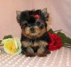 Photo №1. beaver yorkshire terrier - for sale in the city of San Jose | Is free | Announcement № 124098