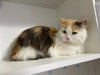 Additional photos: Three-colored cat Vanilla is looking for a home and a loving family!