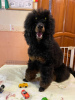 Additional photos: Miniature/small poodle puppies (shen) boys 7 months