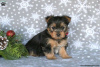 Photo №2 to announcement № 63828 for the sale of yorkshire terrier - buy in Germany 