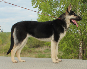 Photo №3. Kennel SladoniAngela offers for sale puppies of East European Shepherd Dog from. Russian Federation