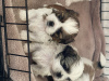 Photo №2 to announcement № 8276 for the sale of shih tzu - buy in Germany 