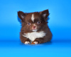 Additional photos: Very beautiful, breed boy Chihuahua of exclusive color.