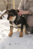 Photo №2 to announcement № 9164 for the sale of non-pedigree dogs - buy in Belarus from the shelter