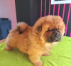 Additional photos: Chow chow puppies