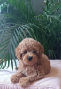 Photo №1. poodle (dwarf) - for sale in the city of Belgrade | 1585$ | Announcement № 118936