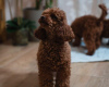 Additional photos: Red Toy Poodles and Toy Poodles