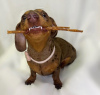 Photo №1. dachshund - for sale in the city of Berlin | 317$ | Announcement № 103786