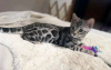 Photo №2 to announcement № 121708 for the sale of bengal cat - buy in Russian Federation breeder