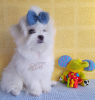 Photo №2 to announcement № 68748 for the sale of maltese dog - buy in Ukraine from nursery