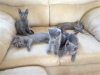 Photo №1. russian blue - for sale in the city of Toulouse | 208$ | Announcement № 26248