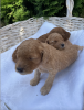 Photo №2 to announcement № 21384 for the sale of poodle (toy) - buy in Belarus breeder