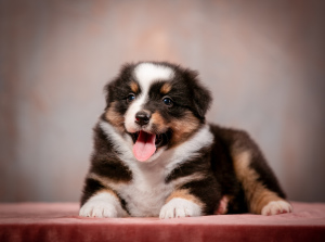 Photo №2 to announcement № 4195 for the sale of australian shepherd - buy in Russian Federation from nursery
