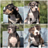 Photo №2 to announcement № 99414 for the sale of american bully - buy in Serbia breeder