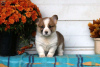 Photo №3. Beautiful KC Registered Pembrokeshire Corgis. Germany