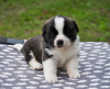 Photo №2 to announcement № 7995 for the sale of st. bernard - buy in Belarus from nursery
