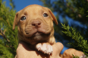 Photo №4. I will sell american pit bull terrier in the city of Kherson. breeder - price - 649$