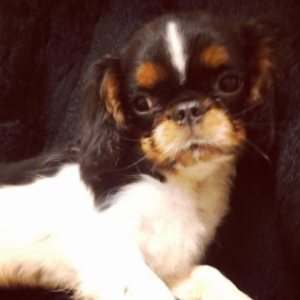 Photo №4. I will sell cavalier king charles spaniel in the city of Kolomna. from nursery - price - 551$