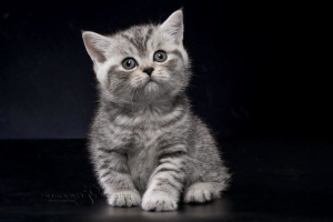 Photo №4. I will sell british shorthair in the city of Minsk. from nursery, breeder - price - 250$